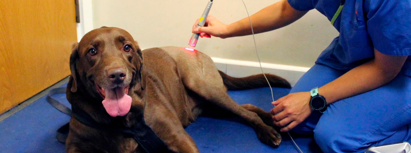 La terapia láser mejora la cicatrización de heridas quirúrgicas en perros