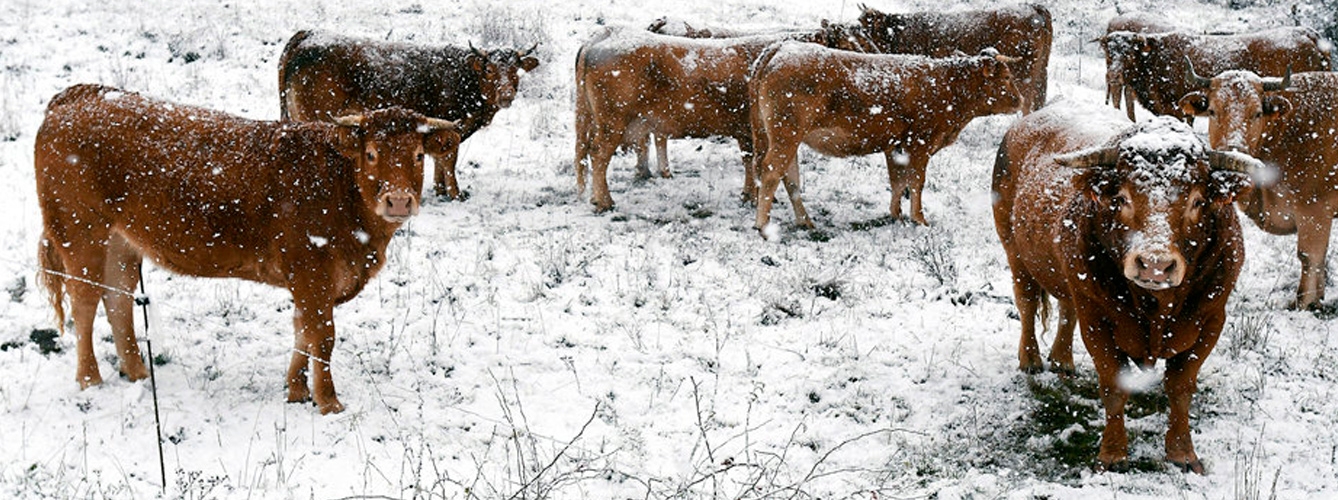 Imagen de archivo de unas vacas durante una nevada.