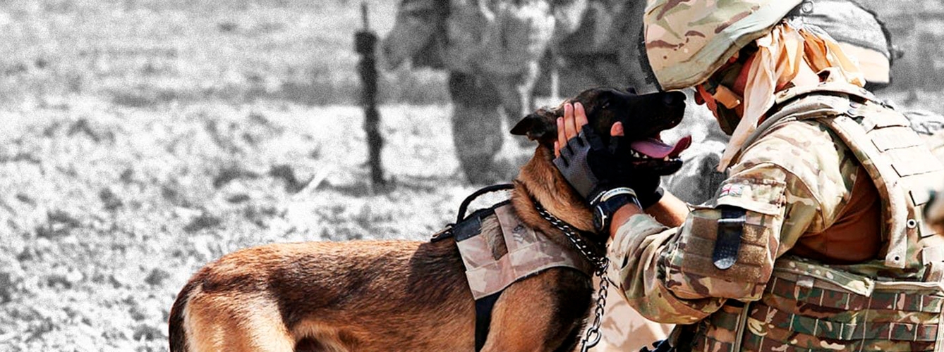 Las posibilidades de que los perros de trabajo militares resulten heridos son bastante altas.