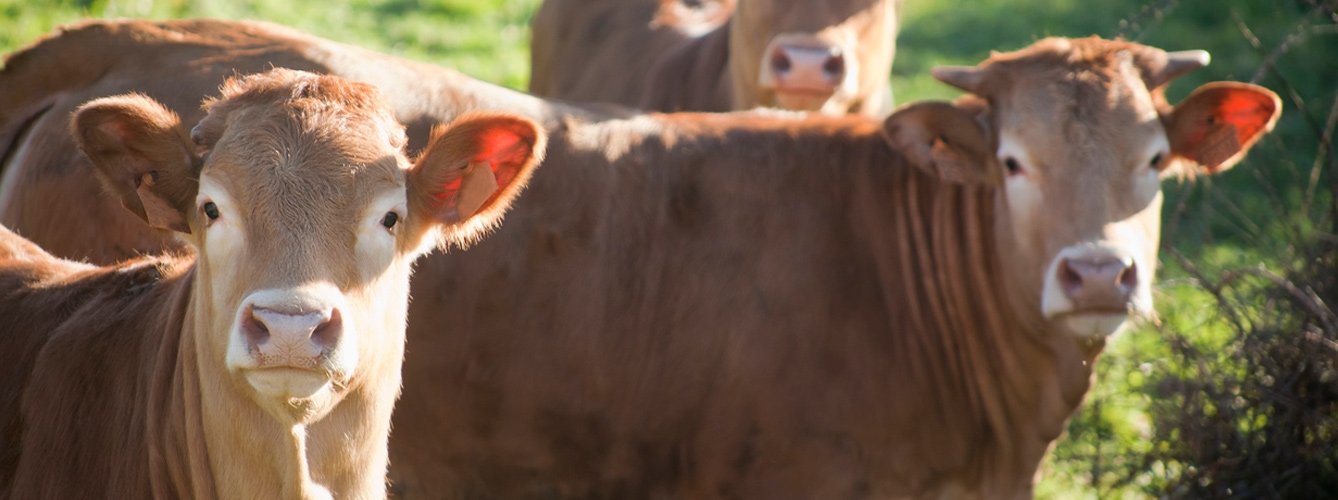 Un combinado de vacunas permite reducir el número de garrapatas que se alimentan hasta la saciedad en el ganado bovino. 