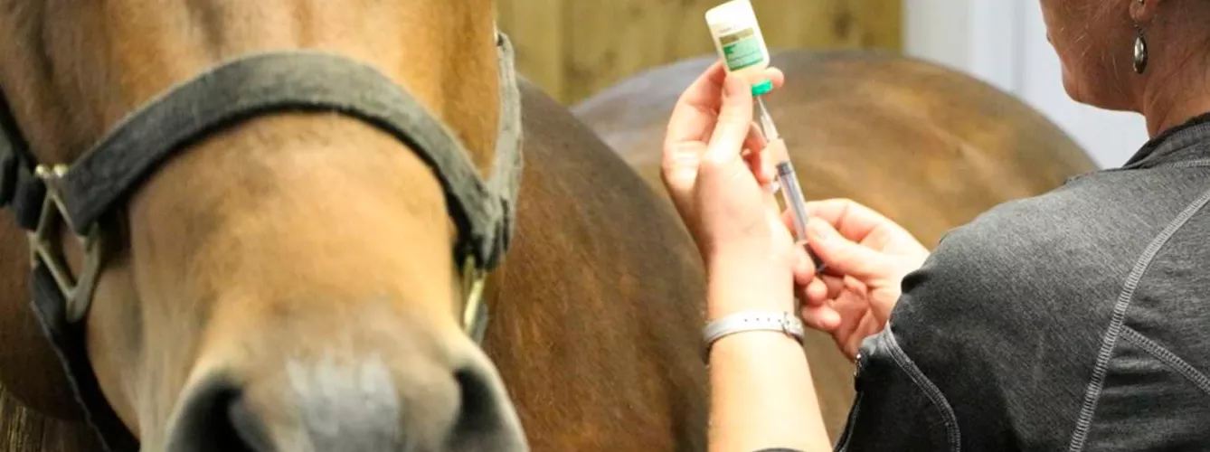 La EFSA ha identificado las 3 bacterias resistentes a los antibióticos en caballos más importantes de Europa.