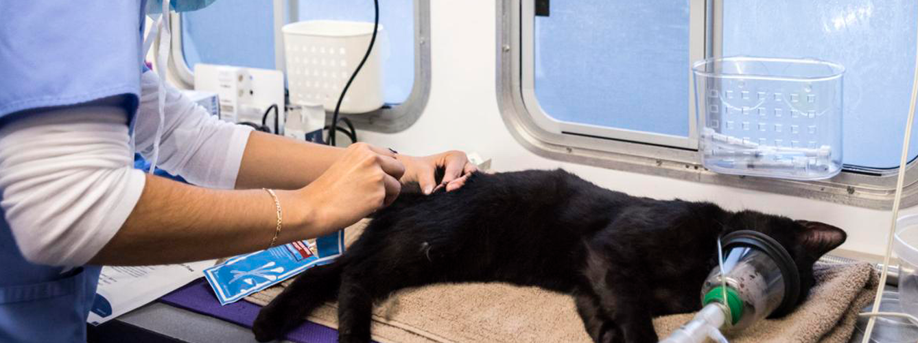 Recomiendan continuar con la hospitalización de animales con patologías graves.