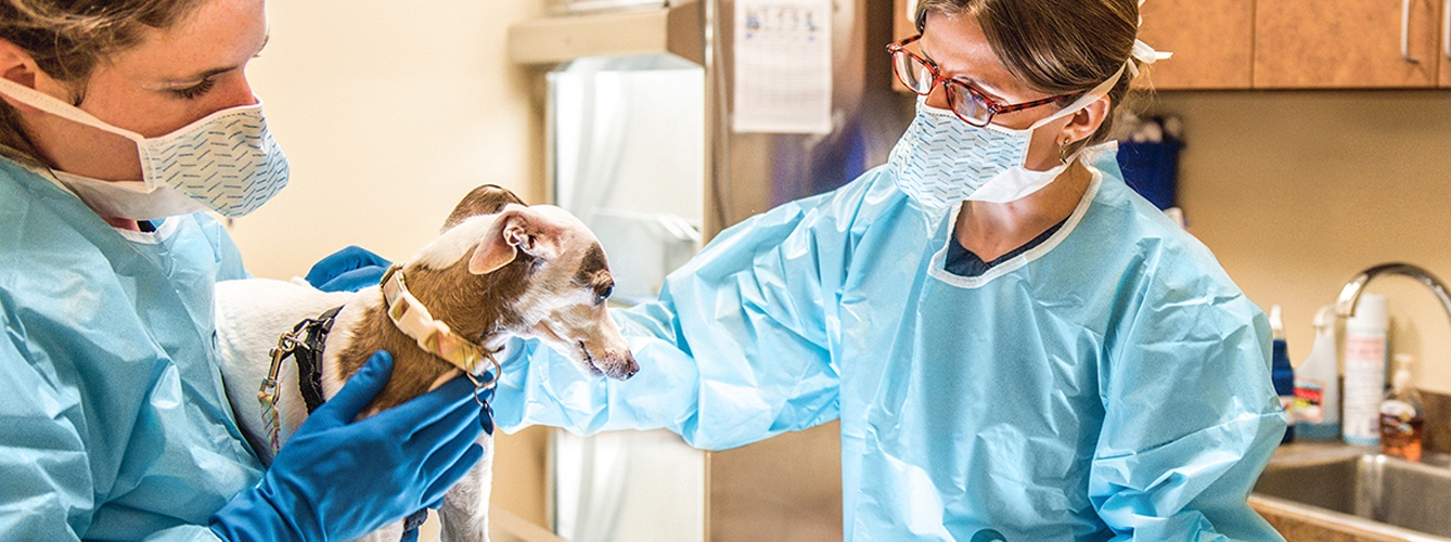 Desde Zoetis han recordado que los veterinarios, durante estos días, también estarán preparados cuando se les necesite.