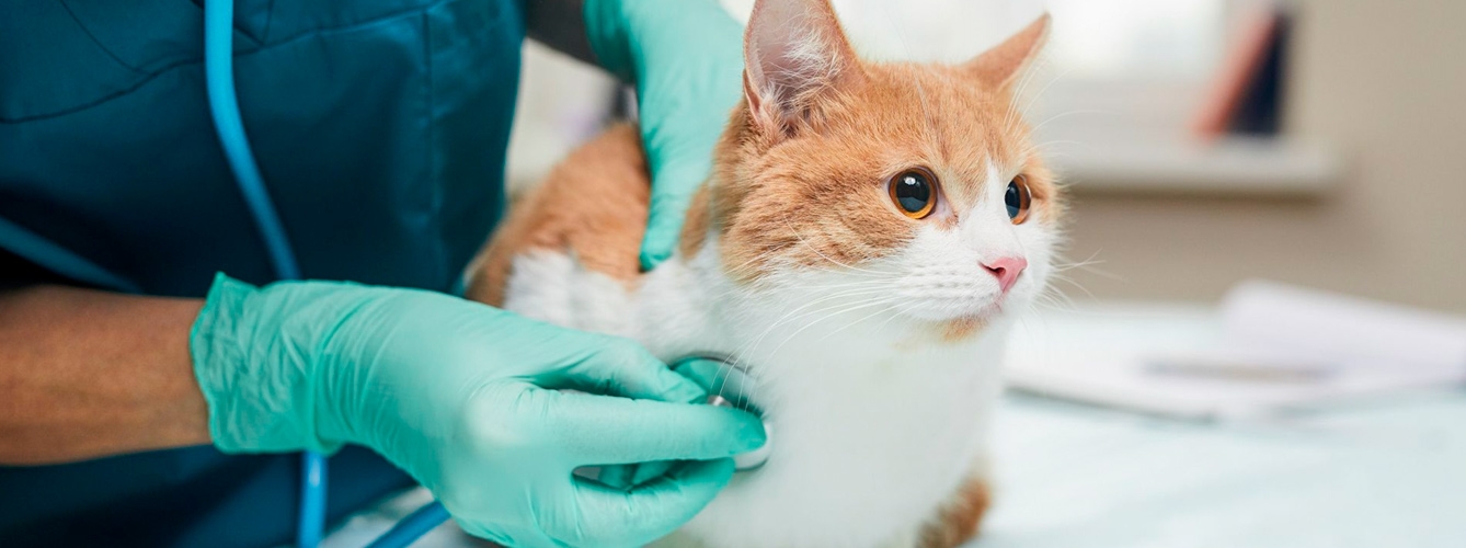 Las visitas regulares al veterinario ayudan a que los gatos tengan una vida larga y saludable.