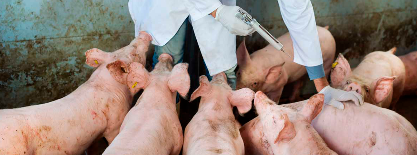 El estudio analizó 315 muestras de suero de cerdos mediante PCR.