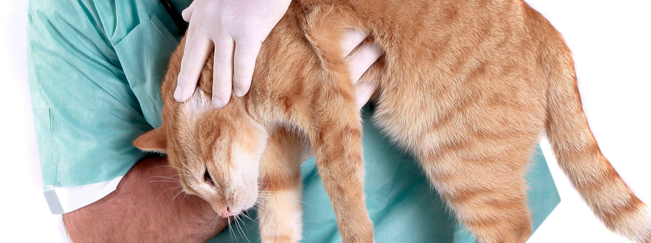 Los signos clínicos más comunes en la presentación incluyeron lesiones cutáneas en 12 gatos (75%).