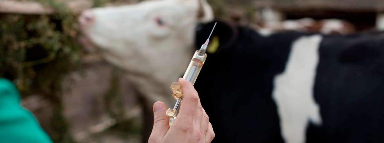 Españoles mejoran la eficacia de protocolos vacunales en sanidad animal