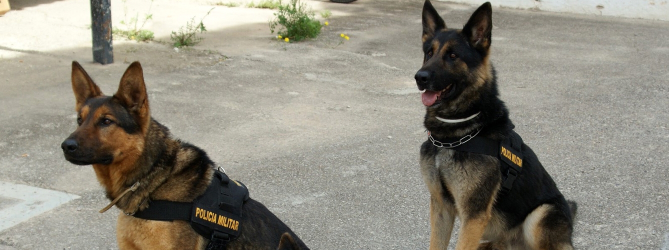 Los veterinarios formarán a los guías caninos de la Policía Militar en urgencias y primeros auxilios aplicados a los perros de especialidad militar, entre otros asuntos.