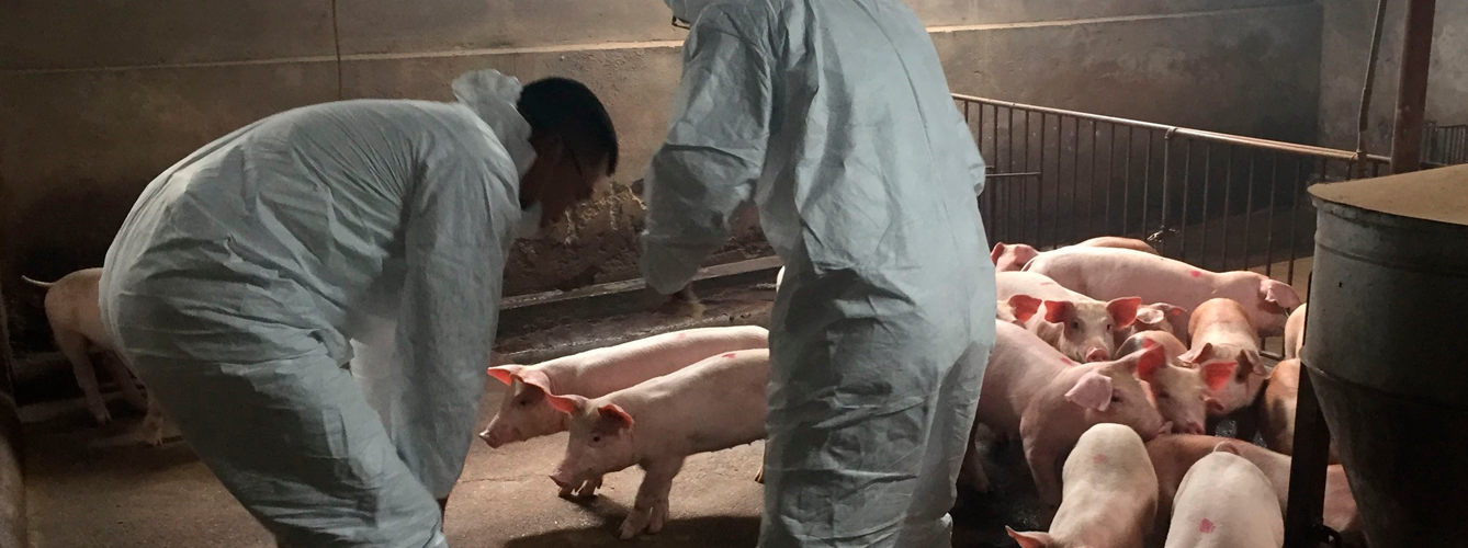 La PPA vuelve a dispararse en Asia y deja 2 millones de cerdos muertos