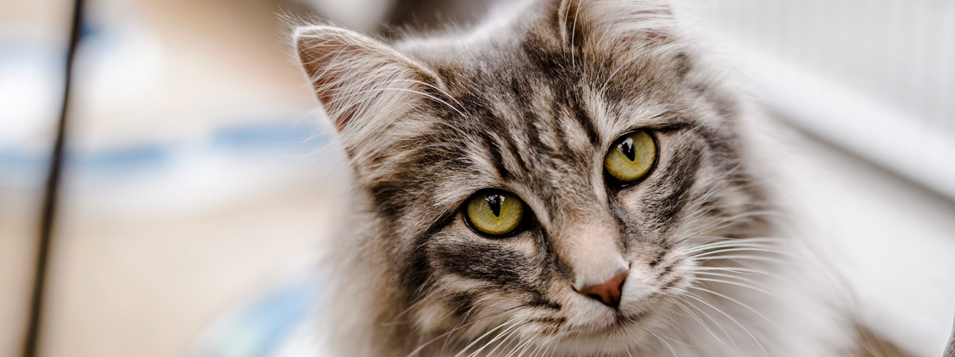 La posición corporal de los gatos afecta a su presión intraocular