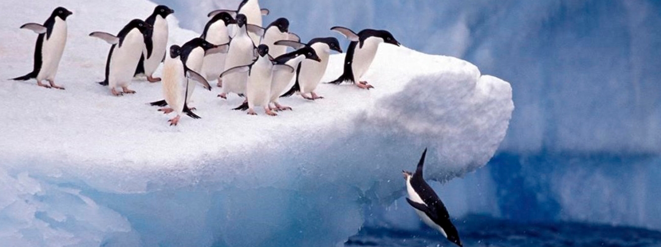 Zoonosis inversa, la gran amenaza de la fauna antártica