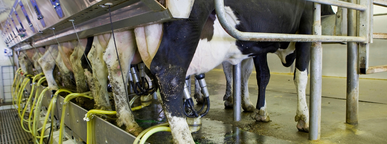 Un ordeño más frecuente puede mejorar el bienestar de las vacas
