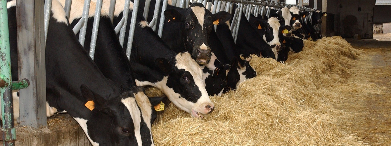Estados Unidos avanza en garantizar la Sanidad Animal en la ganadería