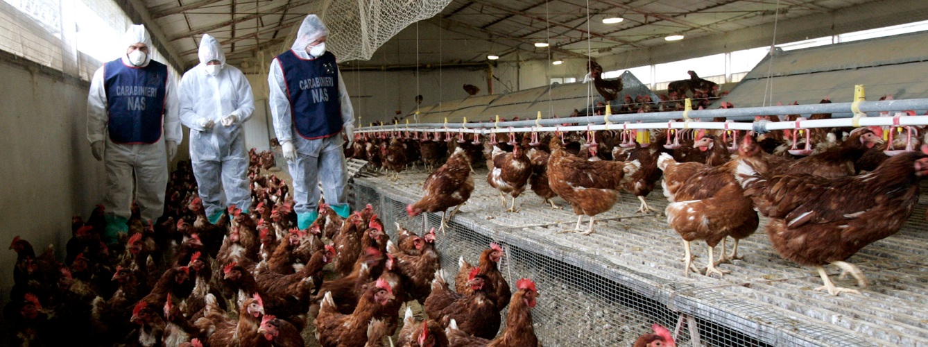 Una mayor bioseguridad reducirá el riesgo de gripe aviar este invierno