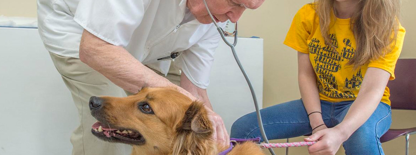 La Veterinaria envejece, más del 50% de los veterinarios pasa los 40 