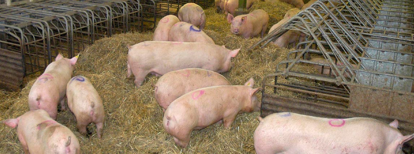 Pueblos de Zamora contra la nueva regulación de granjas de porcino
