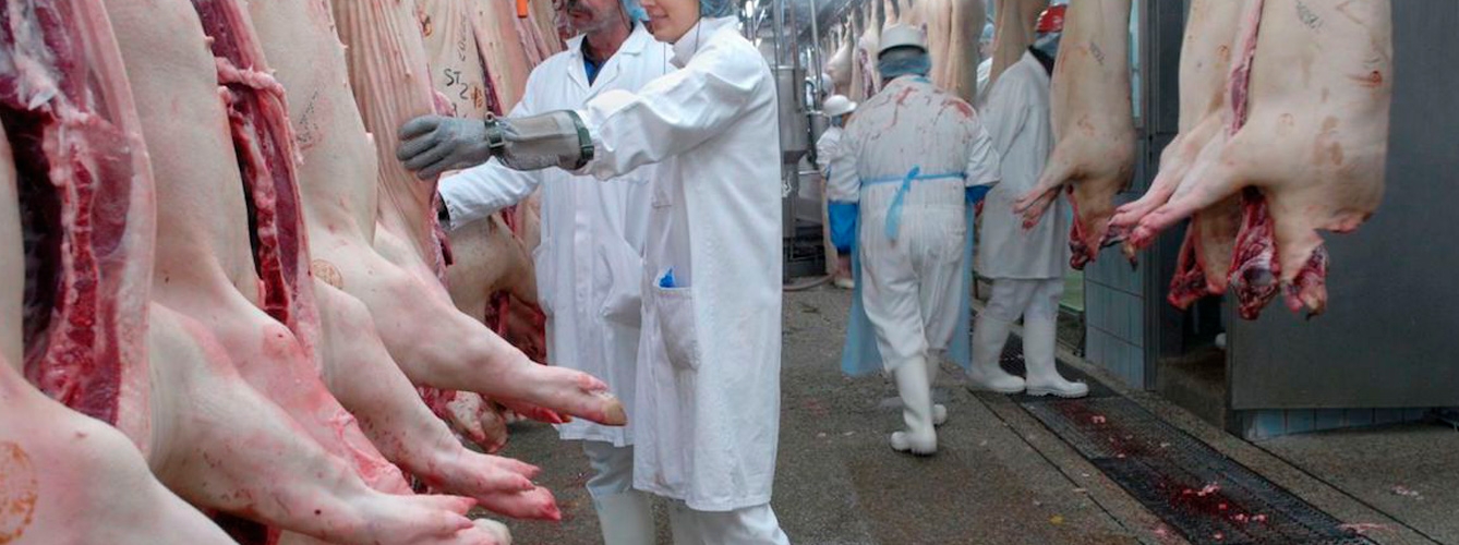 Los mataderos británicos podrían quedarse sin veterinarios