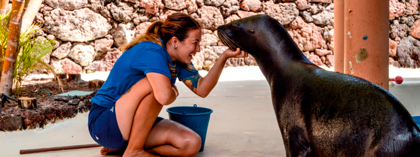 Los asistentes participarán en sesiones de entrenamientos veterinarios de leones marinos.