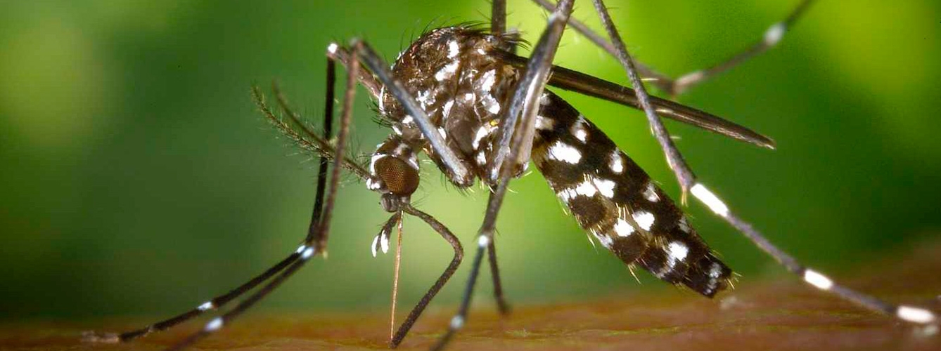 Confirman el tercer caso de dengue en España
