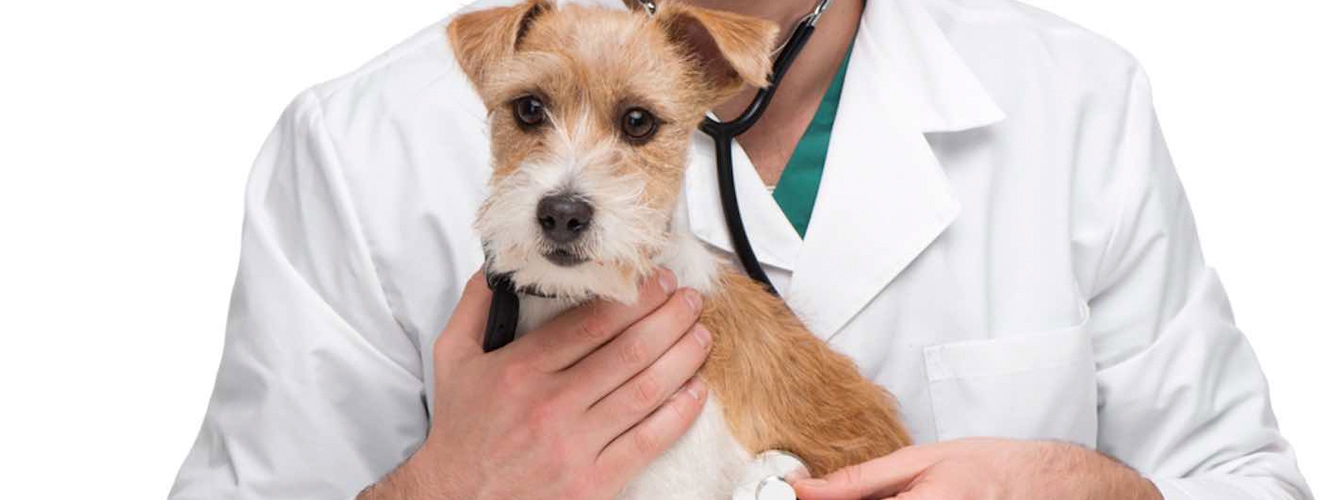 La castración, entre las consultas veterinarias más frecuentes 
