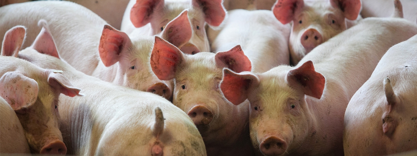 La Peste Porcina Africana se frena en China 