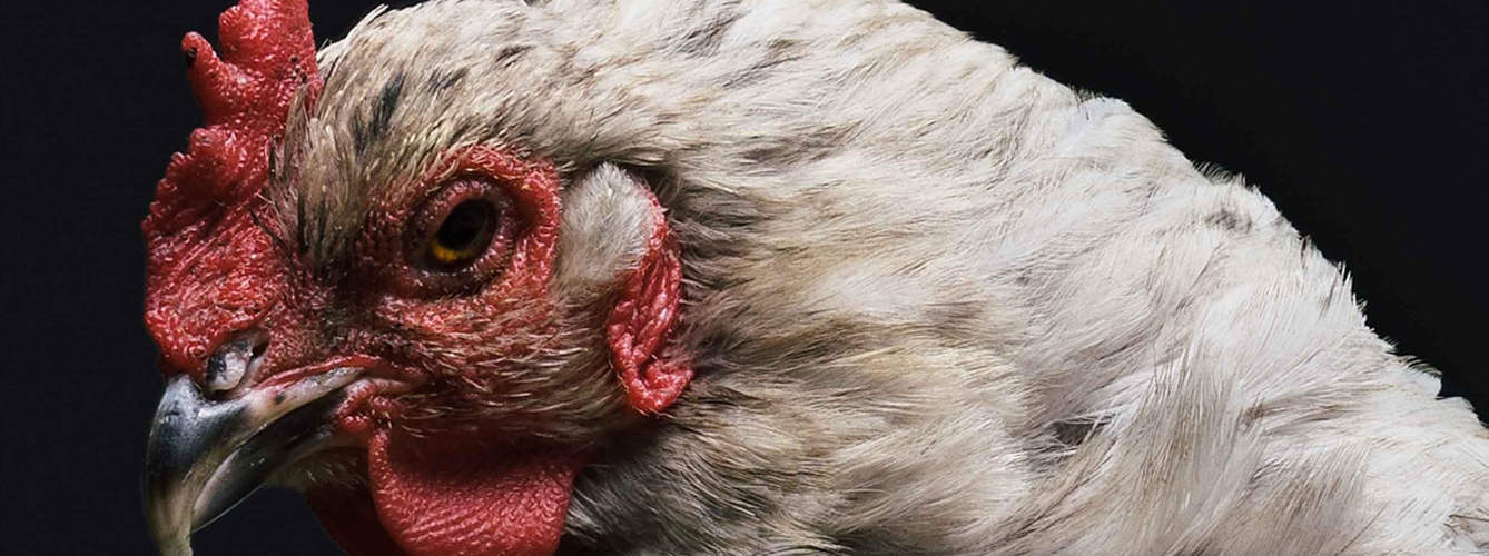 Un nuevo método científico reduce el uso de pollos experimentales