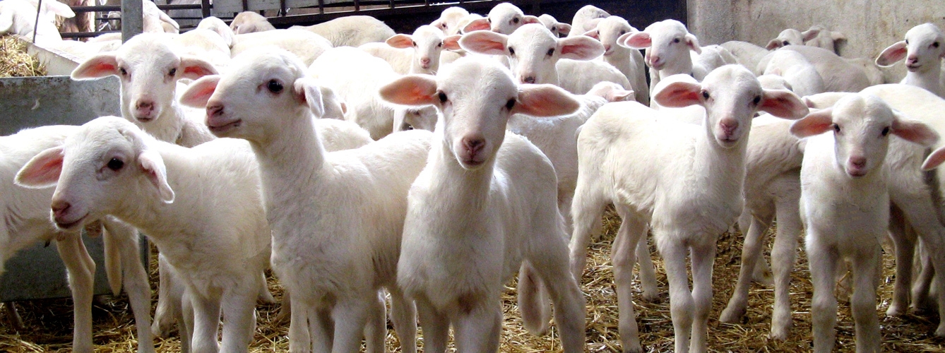 Hormonas naturales para mejorar la reproducción del ganado ovino
