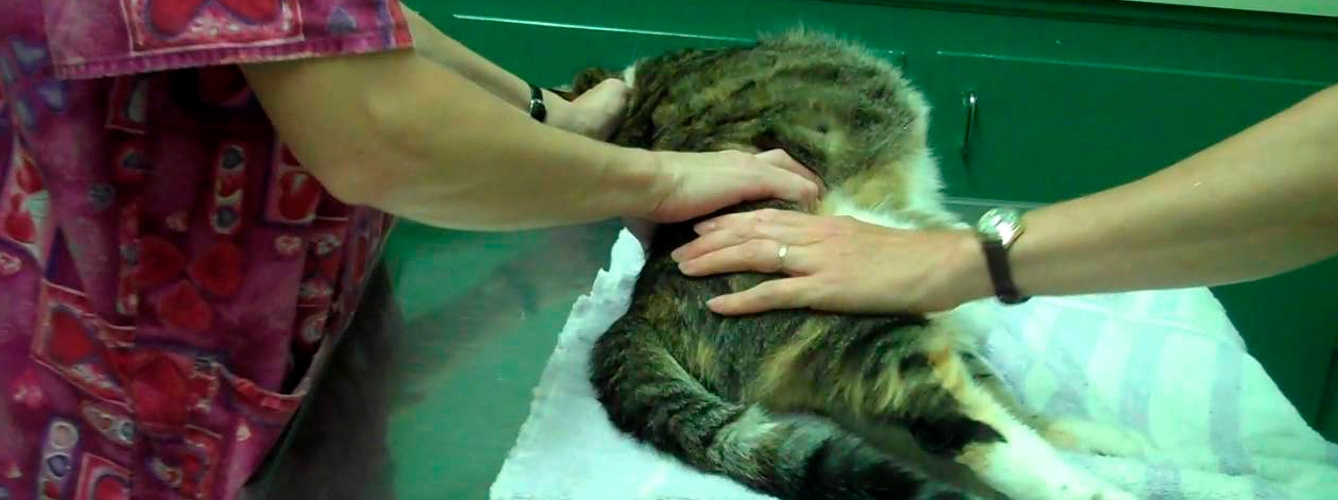 La inmovilización total de los gatos en la clínica, contraproducente