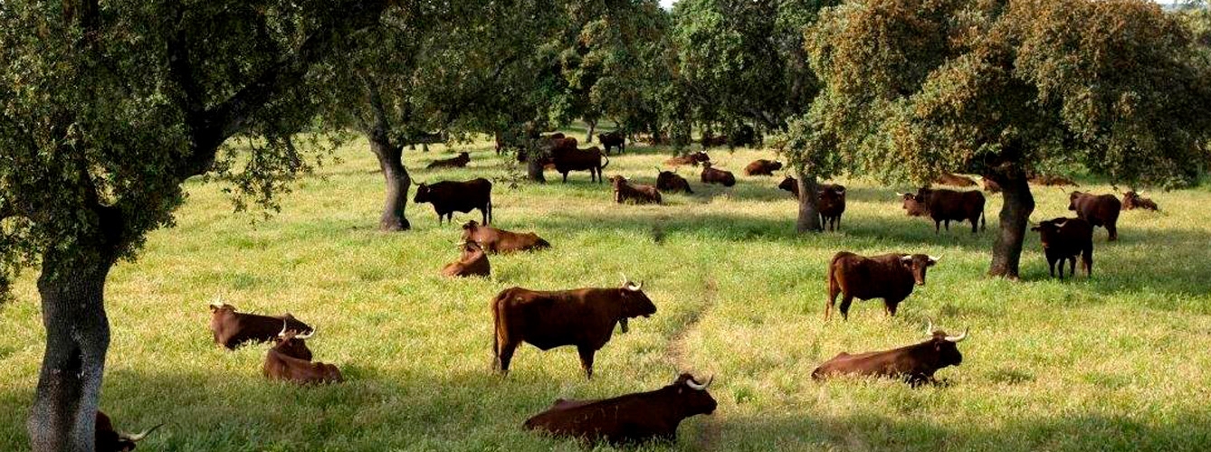 Extremadura se une para luchar contra la tuberculosis en la ganadería