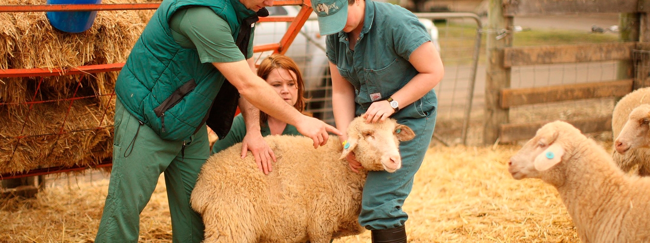 Demuestran la eficacia de válvulas aórticas 3D implantadas en ovejas 