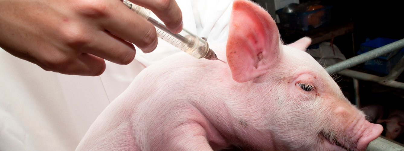 Una prueba diagnóstica rápida contra la Peste Porcina Africana