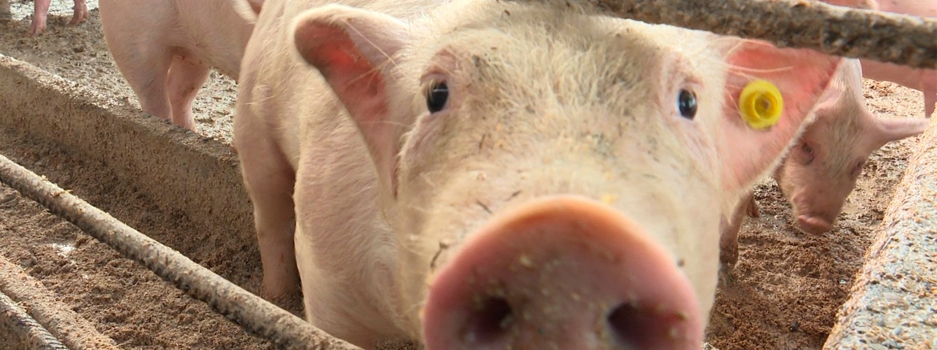 Europa del Este y Asia sufren los efectos de la Peste Porcina Africana