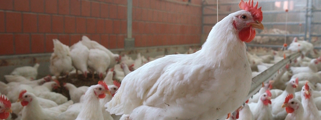 Una prometedora vacuna contra la bronquitis en los pollos