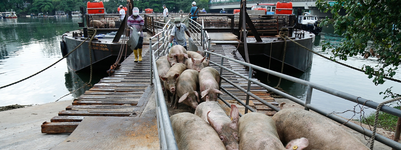 La peste porcina africana amenaza el Sudeste Asiático