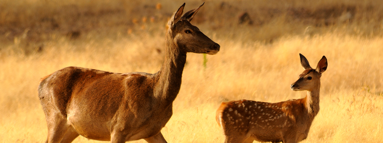 Los ciervos han sido uno de los grupos de animales investigados en el estudio por los científicos del CSIC.