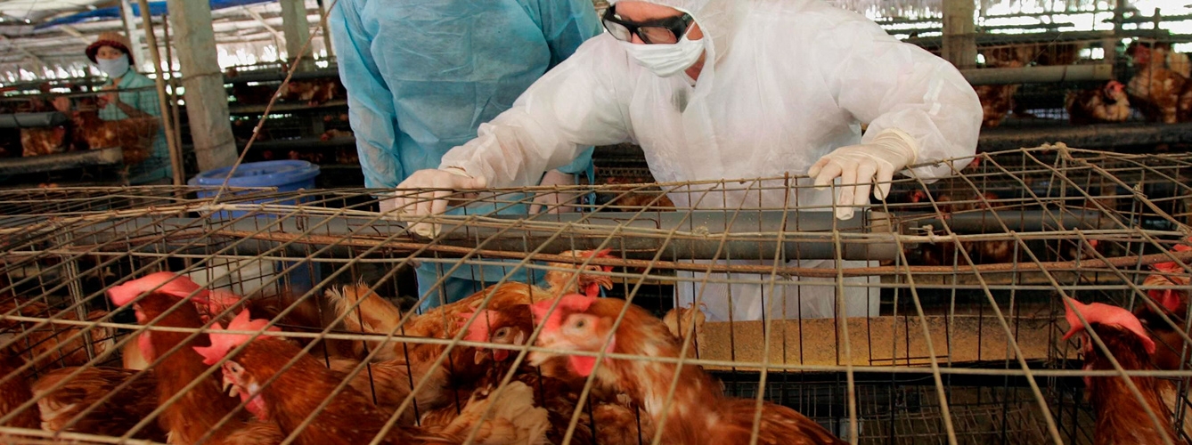 Cuatro países informan de casos de gripe aviar en aves de granja