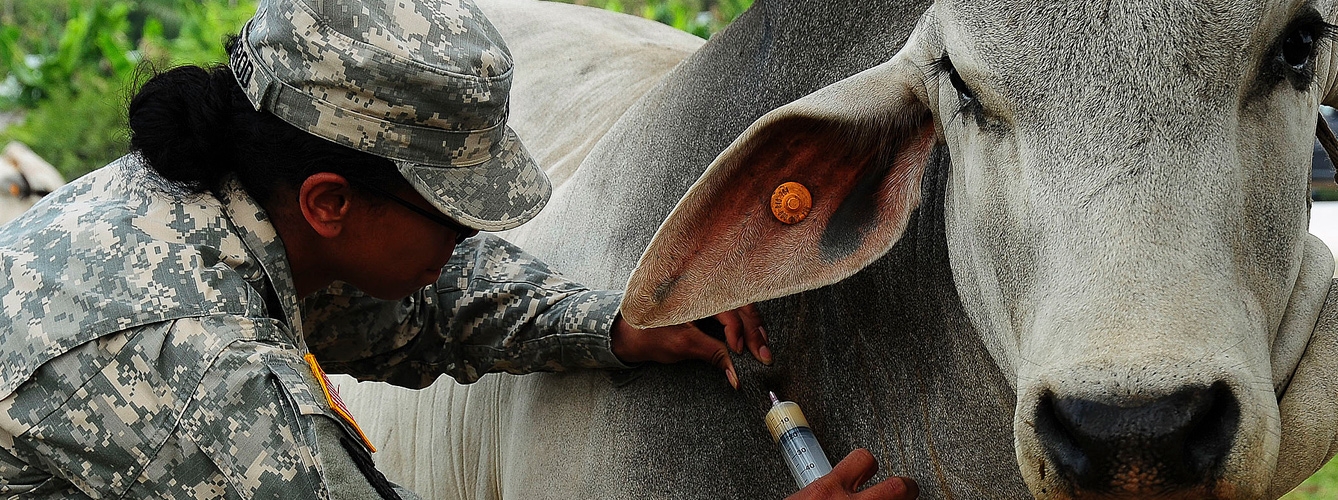 Oficial veterinaria estadounidense vacunando una vaca durante un despliegue.