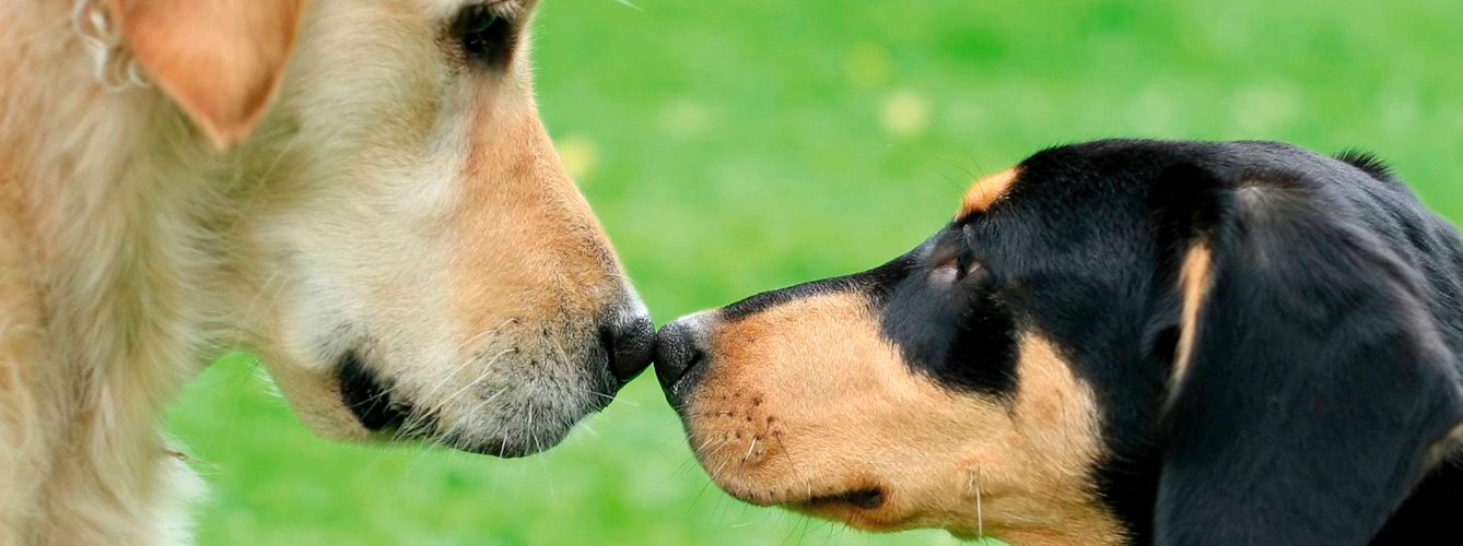 Primera transmisión de Leishmania de perro a perro en Reino Unido