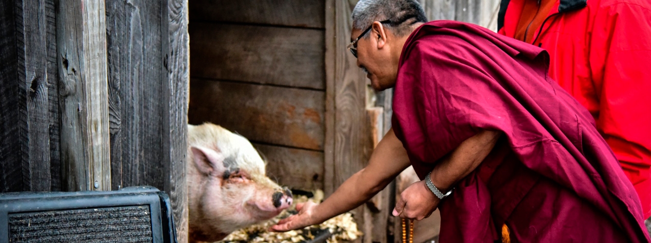 Monje tibetano alimentando a un cerdo. Fotografía de Joel Anderson.