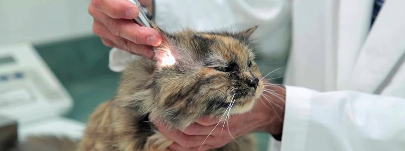EEUU dejará de utilizar gatos para investigar la toxoplasmosis