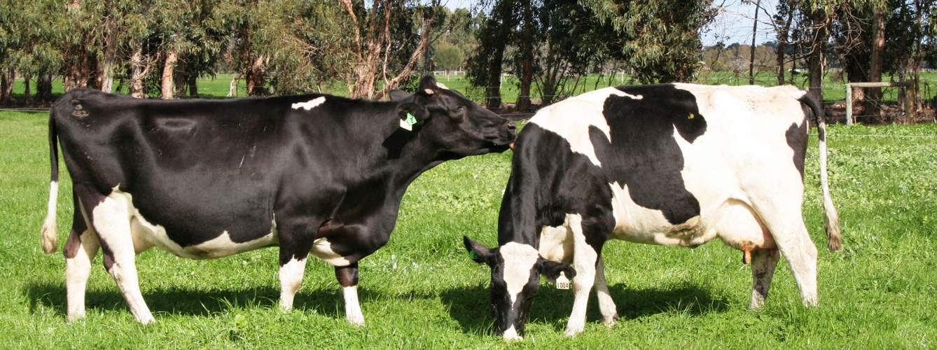 Publican una guía para mejorar el bienestar del ganado lechero mundial