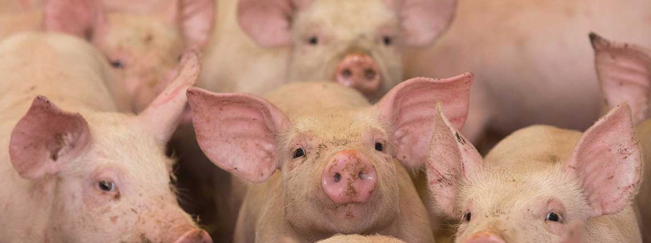 La peste porcina africana se estabiliza en Europa y entra en Sudáfrica