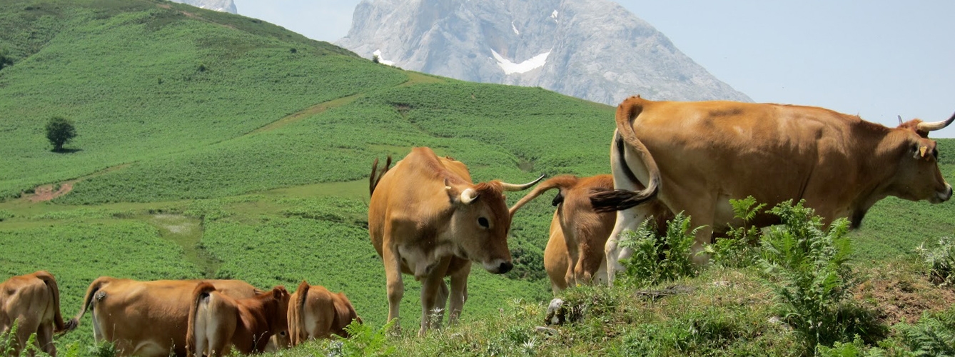 Cantabria indemnizará a ganaderos para mejorar la salud bovina