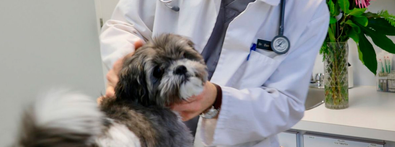 El precio de servicios veterinarios encadena 4 meses al alza