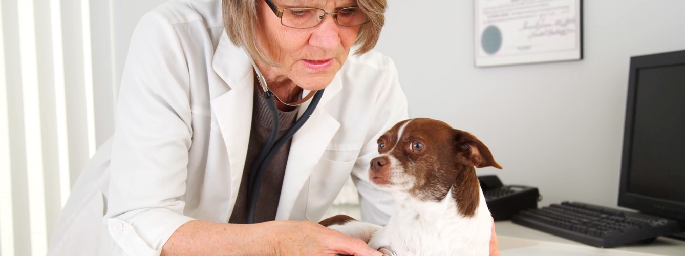 La veterinaria, una de las profesiones sanitarias con menos mujeres 