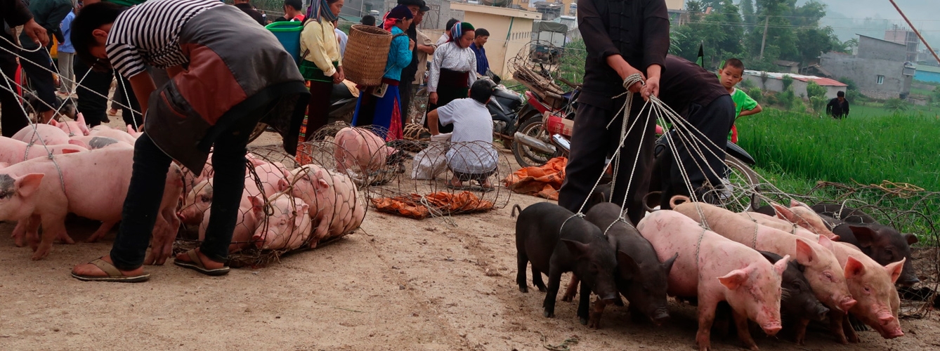 Venta de cerdos en un mercado de Vietnam.