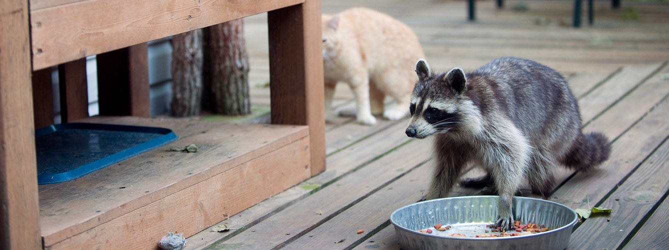 Los mapaches, un peligro para la salud de los animales de compañía