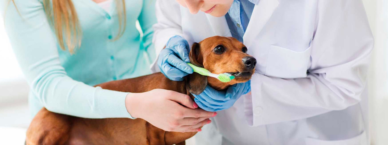 Salud dental, osteoartritis y obesidad, prioridades para el bienestar canino