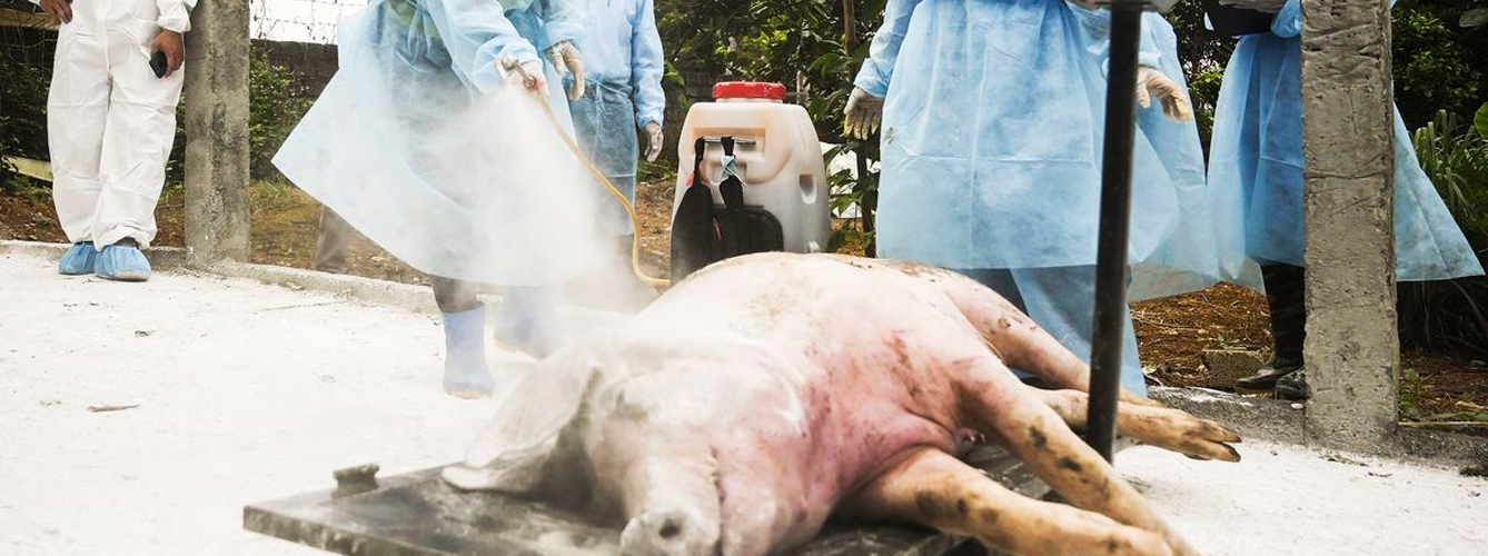 Europa supera a Asia en número de cerdos muertos por PPA