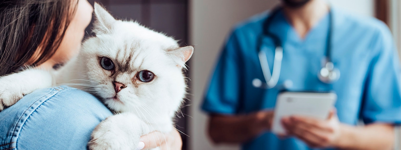 Mito: “El gato no necesita ir al veterinario porque no sale de casa”
